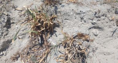 Çeşme'de 'zambak' katliamı… Yetkililer nerede?