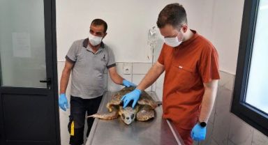 Körfez’deki yaralı Caretta carettaya yardım eli