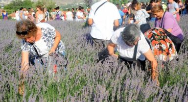 Seferihisar'da lavanta hasadı zamanı