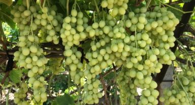 Superior Seedless çeşidi sofralık üzümün ihracat yolculuğu 11 Temmuz’da başladı