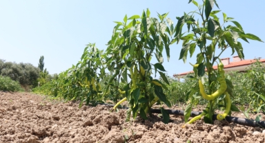 Bornova Belediyesi'nden yerel üreticilere tam destek