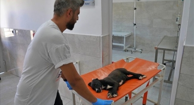 Büyükşehir'in hastanesi patili canlara şifa sağlıyor!
