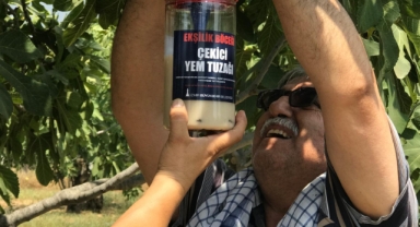 İncirde ekşilik böceği ile doğal mücadele