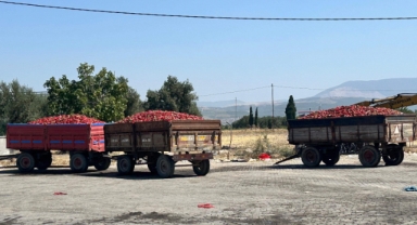 Kınık'ta tüccar alımı durdurdu.. Tonlarca biber elde kaldı
