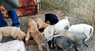 Bayraklı barınağında yavru köpeklerin gizemli ölümü... Tepki topladı!