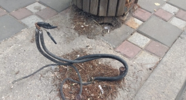 Kınık'ta tedirgin eden görüntü... Elektrik kabloları yine açıkta
