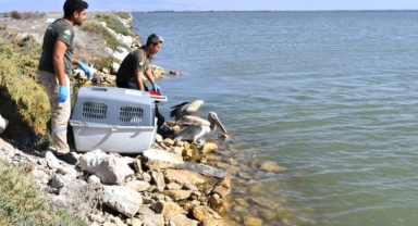 İzmir Doğal Yaşam Parkı yaban hayatın sakinlerine şifa dağıtıyor