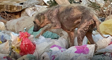 Kemalpaşa Belediyesi sessiz kaldı... HAYTAP sahip çıktı!