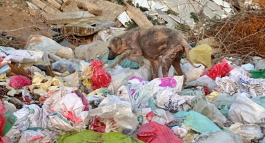 Kemalpaşa’daki görüntüler yürekleri sızlattı!