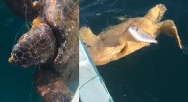 Bir günde 2 caretta carettayı kurtardı