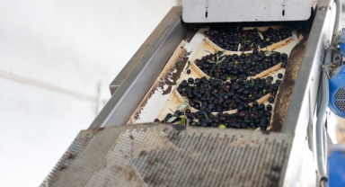 Buca zeytin hasadına başladı... Zeytinleri menüye girdi