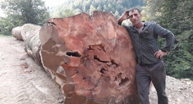 Orman işçisinin feci ölümü... Kestiği ağaç üzerine devrildi!
