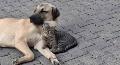 Kedi-köpek sahipleri dikkat! Yönetmelik değişti