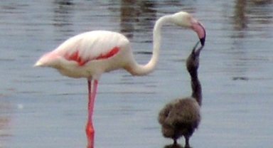 Flamingoların büyüleyici dünyası Bornova’da
