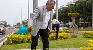 Güzelbahçe'de ağaç bakımı!