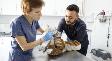 Konak’ta sevimli dostlara binlerce tedavi, yüzlerce sahiplendirme