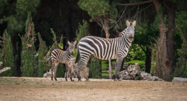 İzmir Doğal Yaşam Parkı’nda bebek heyecanı