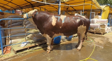 Kurban pazarının şampiyonu oldu: 1 ton 200 kiloluk dana 420 bin TL'ye alıcı buldu