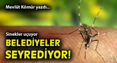 Sinekler uçuyor, belediyeler seyrediyor!