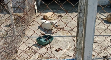 Vatandaştan Foça Belediyesi'ne barınak tepkisi... Kaçak yapı iddiaları, ziyaret engelleri! 