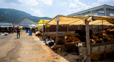 Bornova Kurban Pazarı kapılarını açtı