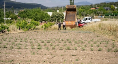 Kurbanlık hayvanların atıkları toprağa can oluyor