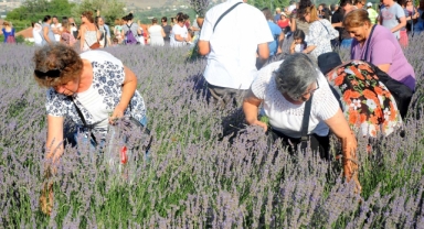 Seferihisar’da Lavanta Büyüsü Başlıyor