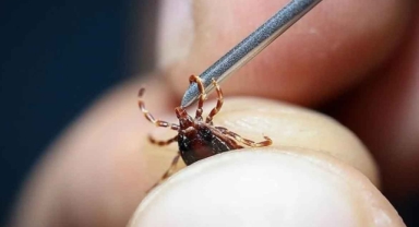 Uzmanlar uyardı: Grip sandığınız ölümcül kene ısırığı olabilir!