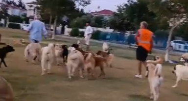 Çeşme'de hayvanseverler yüzlerce hayvanı alevlerden kurtardı!