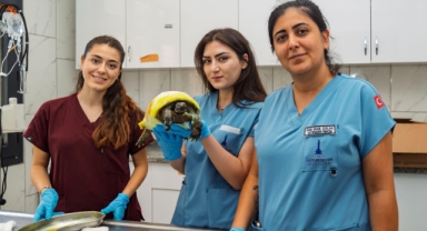 İzmir’de yangından kurtarılan kaplumbağanın tedavisi sürüyor