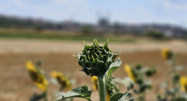 Kuraklık vurdu: Ayçiçeğinde verim alarmı