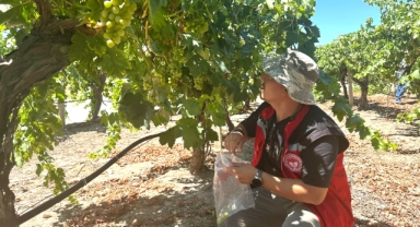 Manisa’da üzüm hasadı ve ihracatı başlıyor