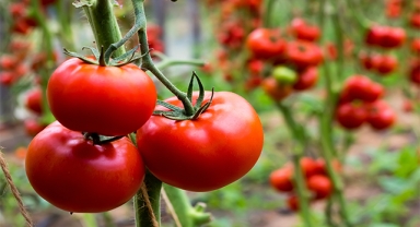 Tarım ihracatçıları kredi borçlarında erteleme istiyor!