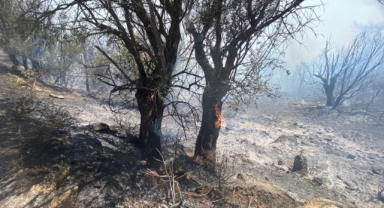 Alevler bu kez Seferihisar’dan yükseldi… İzmir’de korkutan yangın