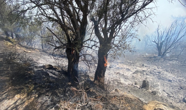 Alevler bu kez Seferihisar’dan yükseldi… İzmir’de korkutan yangın