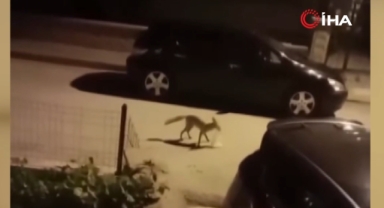 Başkent'te aç kalan tilki şehre indi