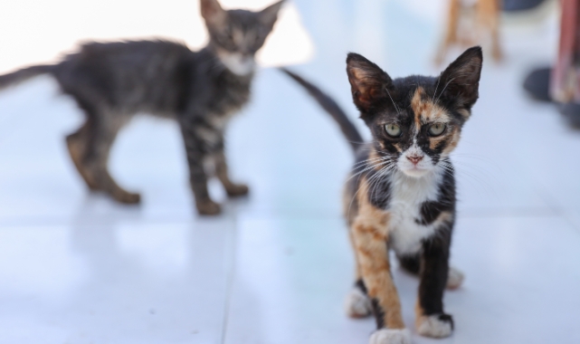 Buca'da 212 patili dost yeni ailesine kavuştu