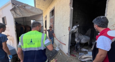 Büyükşehir düğmeye bastı... Terk edilen atlar Pako'ya