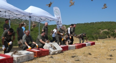 Kene ile mücadele tam gaz: 1 milyona yakın keklik doğaya salındı