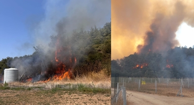 Menderes'te orman yangını