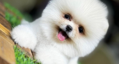Pomeranian Boo – Dünyanın En Sevimli Küçük Köpeklerinden Biri