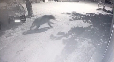 Bir garip kovalamaca: İki arkadaş fenerle ayının peşine düştü