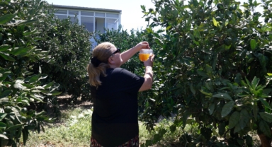 Büyükşehir’den üreticiye Akdeniz meyve sineği ile mücadele desteği