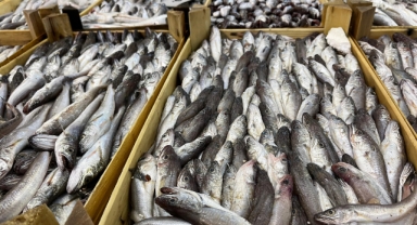 Ege'de fırtınalı mesai başladı: Balık bol, tayfa yok!