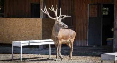 Fabrikaya sığınmıştı... İyileşen kızıl geyik Paşa yeni yuvasında!