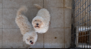 İzmir’de el konulan 20 cins köpek Işıkkent Köpek Bakımevi’nde