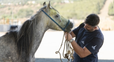 Pako’da bakılan binek hayvanlar sahiplendiriliyor