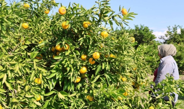 En ucuz meyve mandalina oldu!