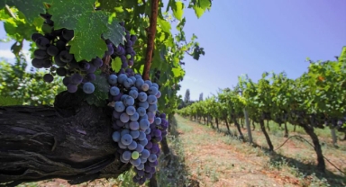 İzmir Avrupa'nın üzüm rotasına katıldı