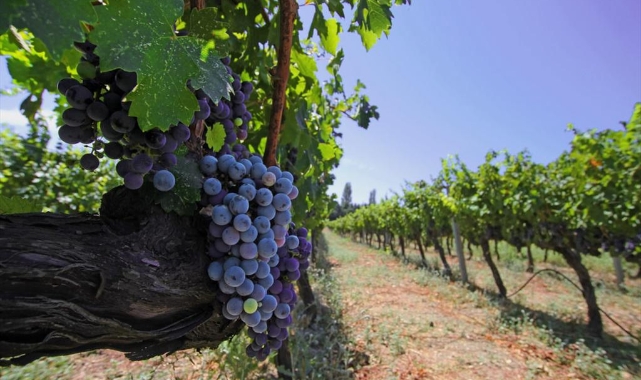 İzmir Avrupa'nın üzüm rotasına katıldı